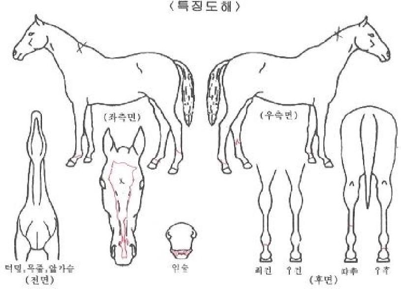 ���ϵ彺���ڸ��� ����,���,�޸�,�λ�,�ٸ��� Ư¡����