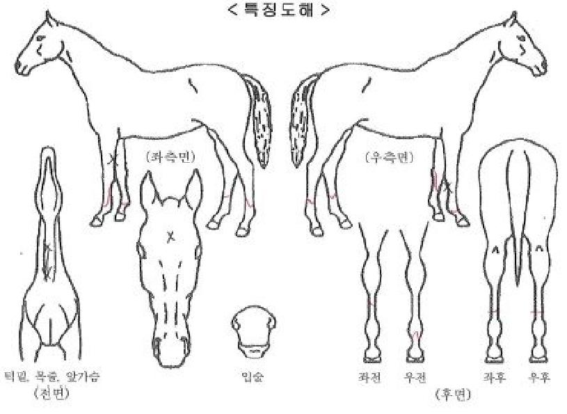 Áö·Ñ½Ã´ëÀÇ Ãø¸é,¿ì¸é,µÞ¸é,µÎ»ó,´Ù¸®ÀÇ Æ¯Â¡µµÇØ