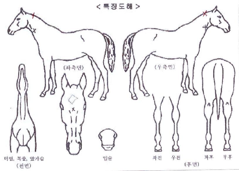 ���Ǵ�Ʈ������ ����,���,�޸�,�λ�,�ٸ��� Ư¡����