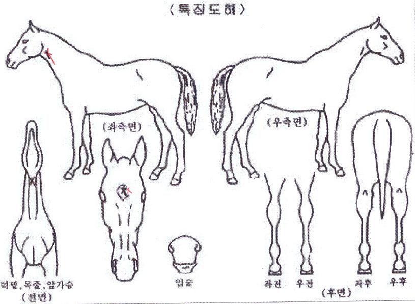 À¯¸²½ºÆä¼ÈÀÇ Ãø¸é,¿ì¸é,µÞ¸é,µÎ»ó,´Ù¸®ÀÇ Æ¯Â¡µµÇØ