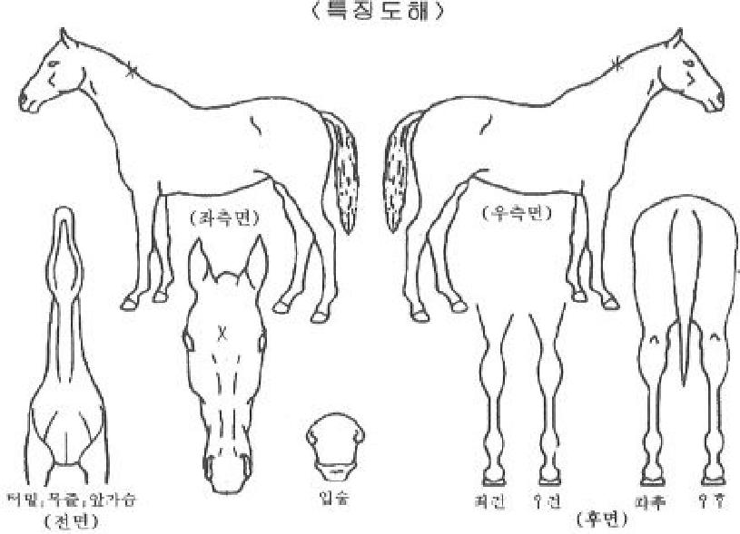 ¸®ÇÃÁ¸°ÀÇ Ãø¸é,¿ì¸é,µÞ¸é,µÎ»ó,´Ù¸®ÀÇ Æ¯Â¡µµÇØ