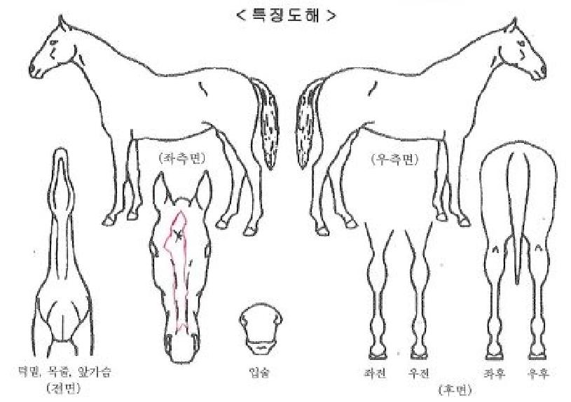 �������ǾƳ��� ����,���,�޸�,�λ�,�ٸ��� Ư¡����