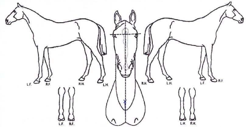 ��ǳ�ε��� ����,���,�޸�,�λ�,�ٸ��� Ư¡����