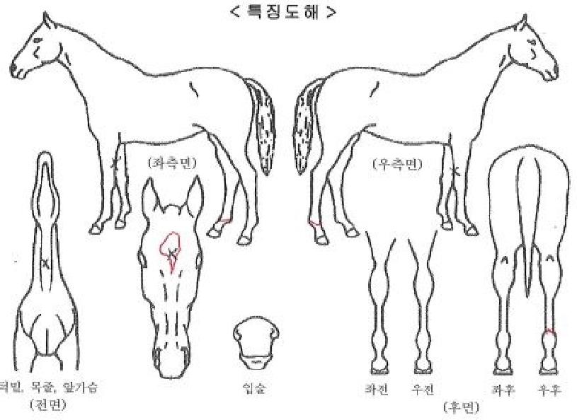 ´ë¸í·ÎÁîĹÀÚ¸¶ÀÇ Ãø¸é,¿ì¸é,µÞ¸é,µÎ»ó,´Ù¸®ÀÇ Æ¯Â¡µµÇØ