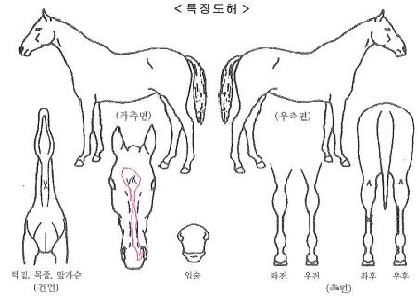 ¿À¾Æ½Ã½º½ºÅ¸ÀÇ Ãø¸é,¿ì¸é,µÞ¸é,µÎ»ó,´Ù¸®ÀÇ Æ¯Â¡µµÇØ