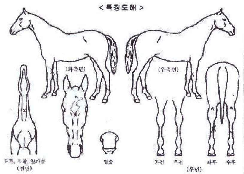 ¶ó´ÏÀÇ Ãø¸é,¿ì¸é,µÞ¸é,µÎ»ó,´Ù¸®ÀÇ Æ¯Â¡µµÇØ