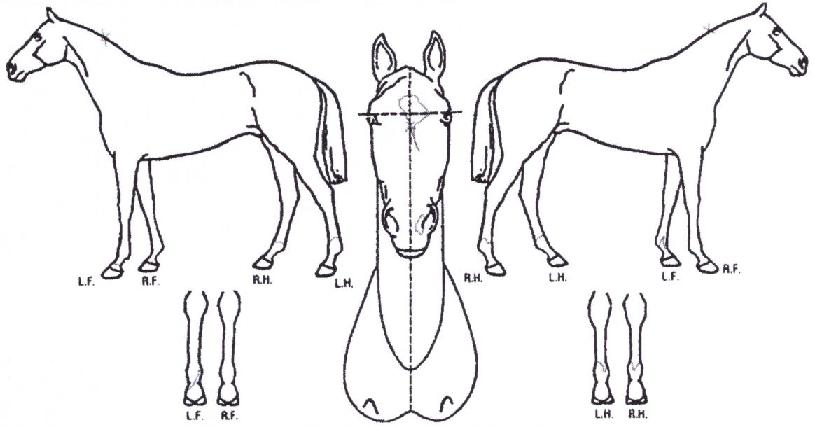 ������������ ����,���,�޸�,�λ�,�ٸ��� Ư¡����