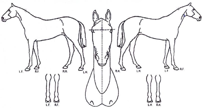 ¹ú¸¶ÀÇ¿µ¿õÀÇ Ãø¸é,¿ì¸é,µÞ¸é,µÎ»ó,´Ù¸®ÀÇ Æ¯Â¡µµÇØ