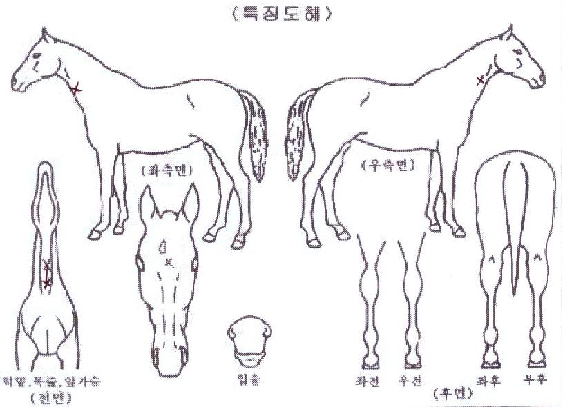 ºäƼǮƮ·Ñ¸®ÀÇ Ãø¸é,¿ì¸é,µÞ¸é,µÎ»ó,´Ù¸®ÀÇ Æ¯Â¡µµÇØ