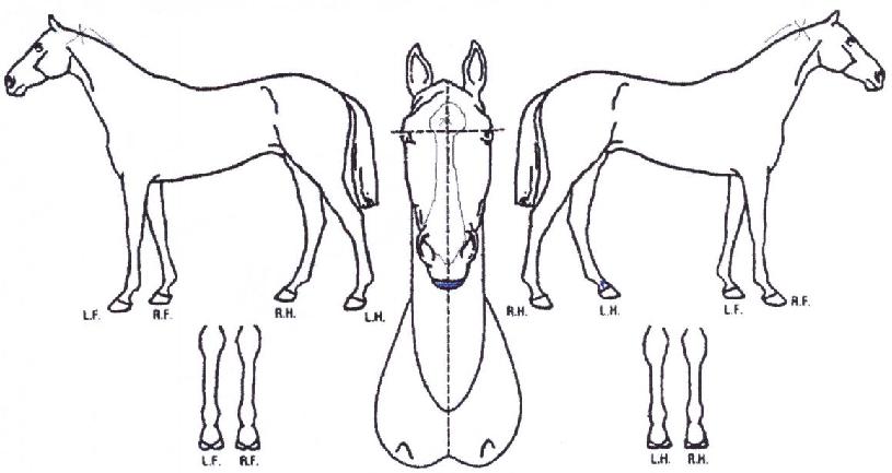 ������Ʈ���� ����,���,�޸�,�λ�,�ٸ��� Ư¡����