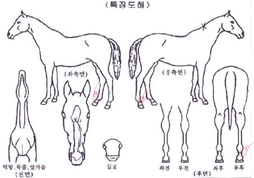 ±×¸°ÆÄÇǾƳëÀÇ Ãø¸é,¿ì¸é,µÞ¸é,µÎ»ó,´Ù¸®ÀÇ Æ¯Â¡µµÇØ