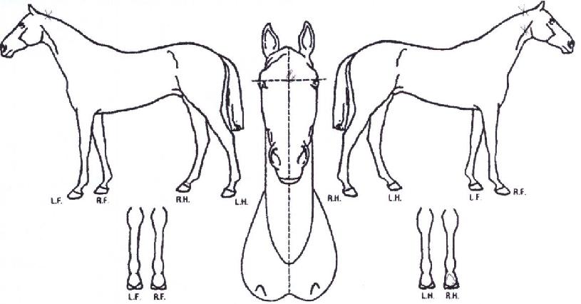 ºê¸®µµÇÁ¸°½ºÀÇ Ãø¸é,¿ì¸é,µÞ¸é,µÎ»ó,´Ù¸®ÀÇ Æ¯Â¡µµÇØ