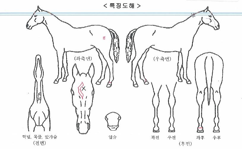 ���̴��ڸ����� ����,���,�޸�,�λ�,�ٸ��� Ư¡����