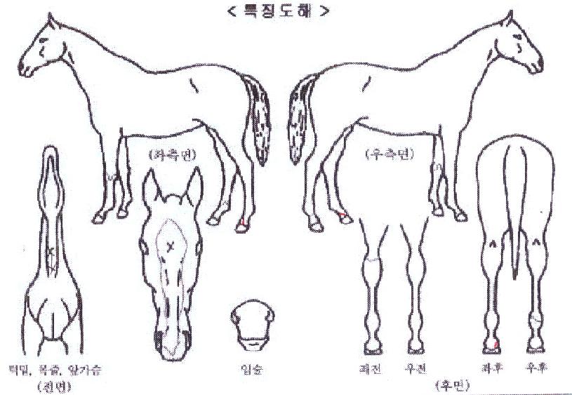 �������� ����,���,�޸�,�λ�,�ٸ��� Ư¡����