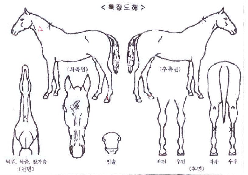 ��Ʈ������� ����,���,�޸�,�λ�,�ٸ��� Ư¡����