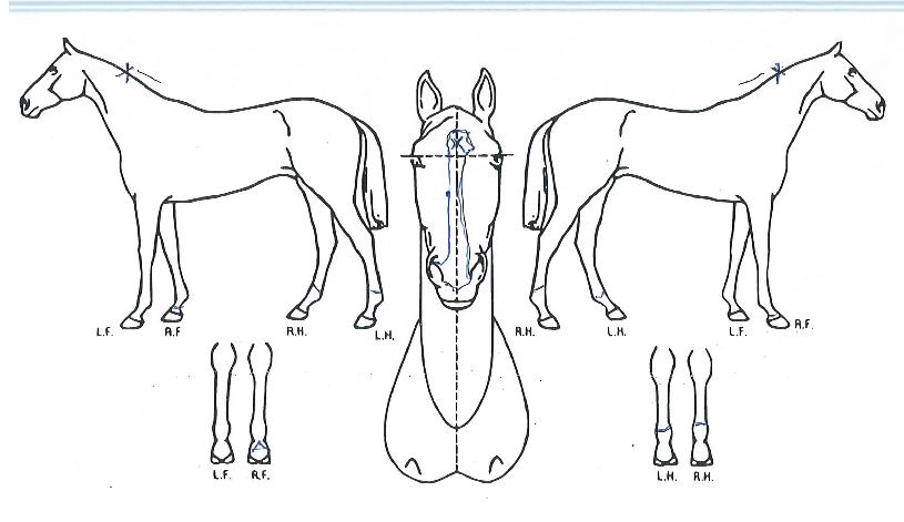 ����Ƽ���� ����,���,�޸�,�λ�,�ٸ��� Ư¡����