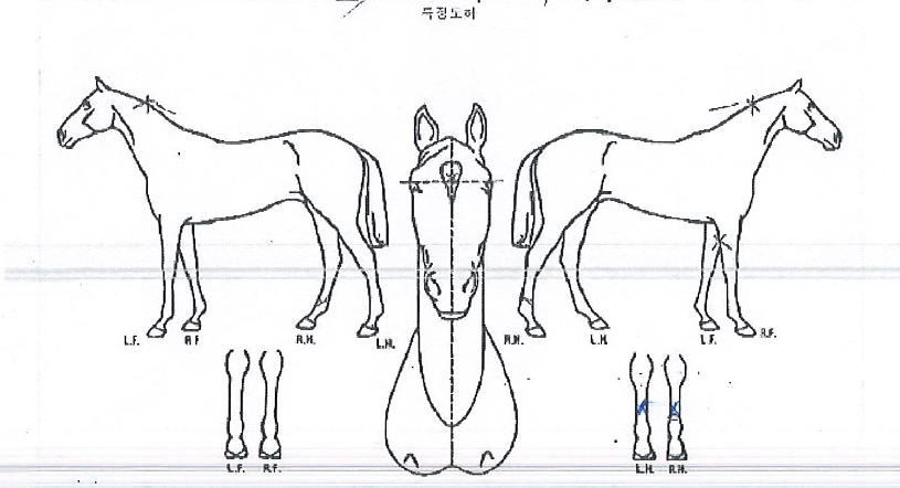 ÀÚÀÌ¾ðÆ®»è½ºÀÇ Ãø¸é,¿ì¸é,µÞ¸é,µÎ»ó,´Ù¸®ÀÇ Æ¯Â¡µµÇØ