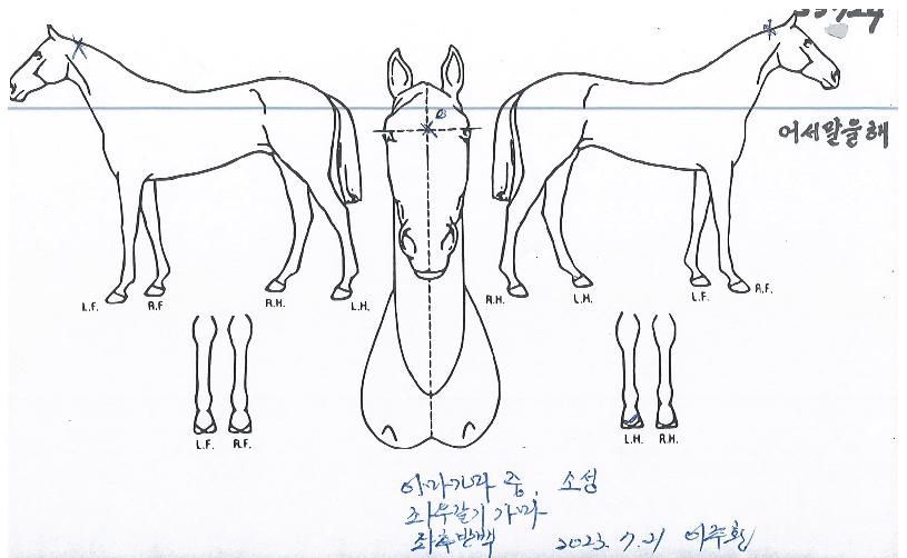 ¾î¼¸»À»ÇØÀÇ Ãø¸é,¿ì¸é,µÞ¸é,µÎ»ó,´Ù¸®ÀÇ Æ¯Â¡µµÇØ