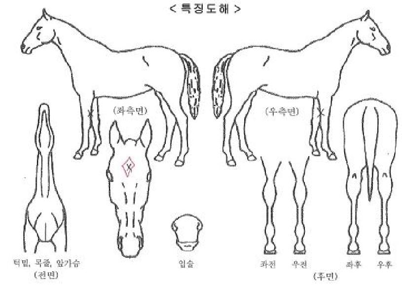 �Ӵ�ķ���ڸ��� ����,���,�޸�,�λ�,�ٸ��� Ư¡����