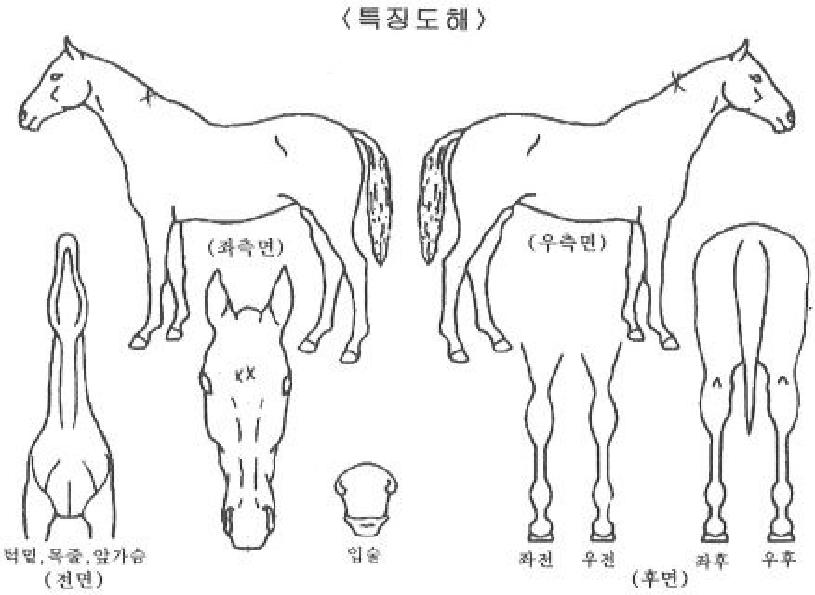 ���������� ����,���,�޸�,�λ�,�ٸ��� Ư¡����