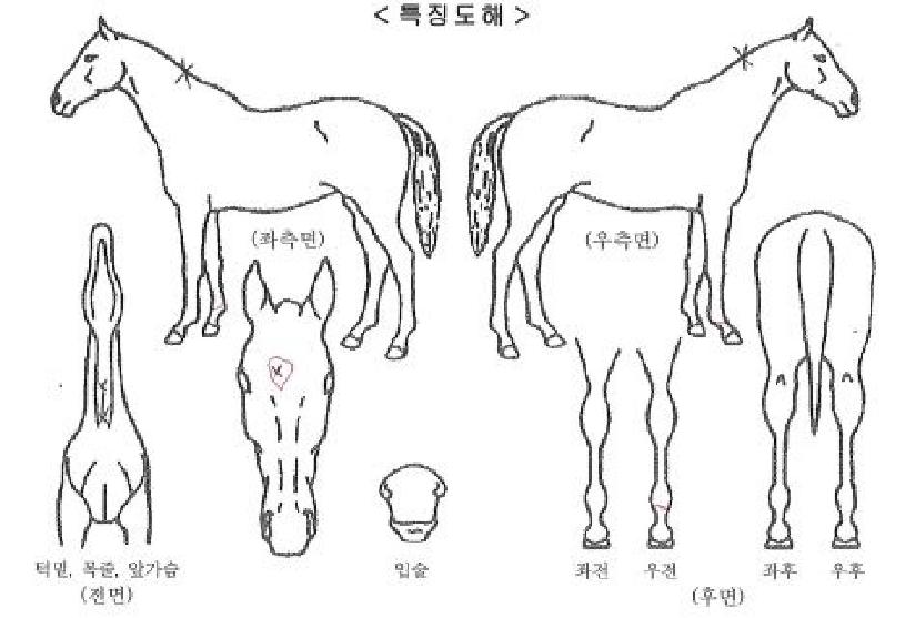 ¹ú¸¶ÀǰÅÀÎÀÇ Ãø¸é,¿ì¸é,µÞ¸é,µÎ»ó,´Ù¸®ÀÇ Æ¯Â¡µµÇØ