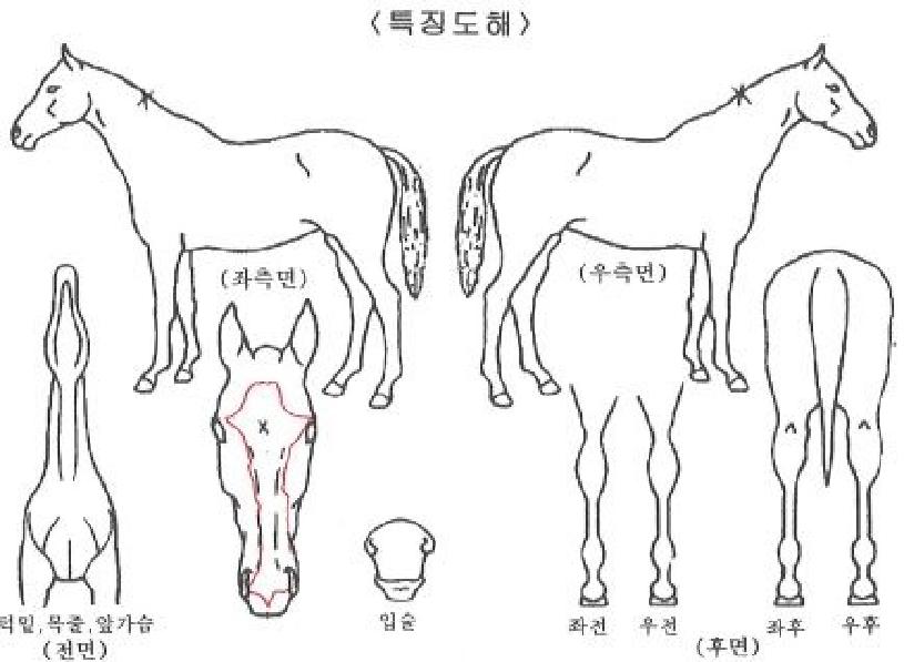 �ǽ���������ڸ��� ����,���,�޸�,�λ�,�ٸ��� Ư¡����