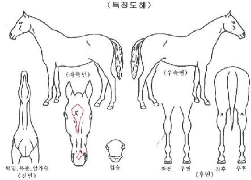 ÇØ¿ùÀÇ Ãø¸é,¿ì¸é,µÞ¸é,µÎ»ó,´Ù¸®ÀÇ Æ¯Â¡µµÇØ