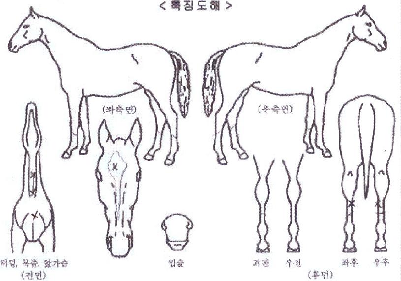 ���������� ����,���,�޸�,�λ�,�ٸ��� Ư¡����