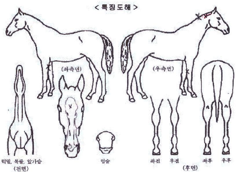 ·¯³Ê½ºÇÏÀÌÀÇ Ãø¸é,¿ì¸é,µÞ¸é,µÎ»ó,´Ù¸®ÀÇ Æ¯Â¡µµÇØ