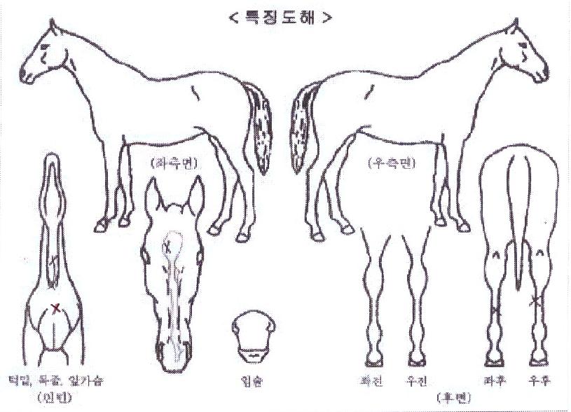 ·¹Àú³Í½º¸¶¸°ÀÇ Ãø¸é,¿ì¸é,µÞ¸é,µÎ»ó,´Ù¸®ÀÇ Æ¯Â¡µµÇØ