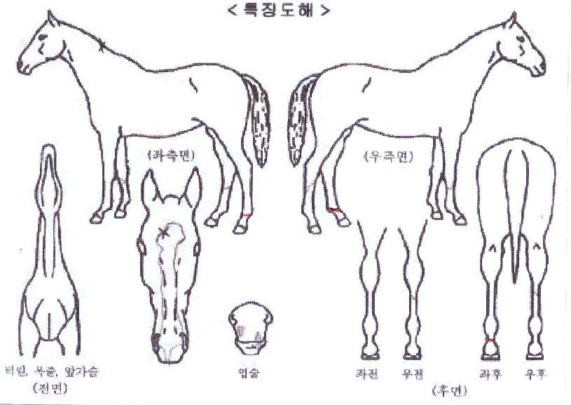 �帲���̼��� ����,���,�޸�,�λ�,�ٸ��� Ư¡����