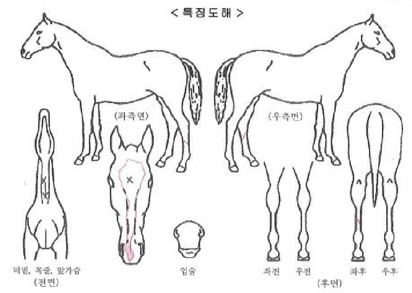 �����׸��� ����,���,�޸�,�λ�,�ٸ��� Ư¡����