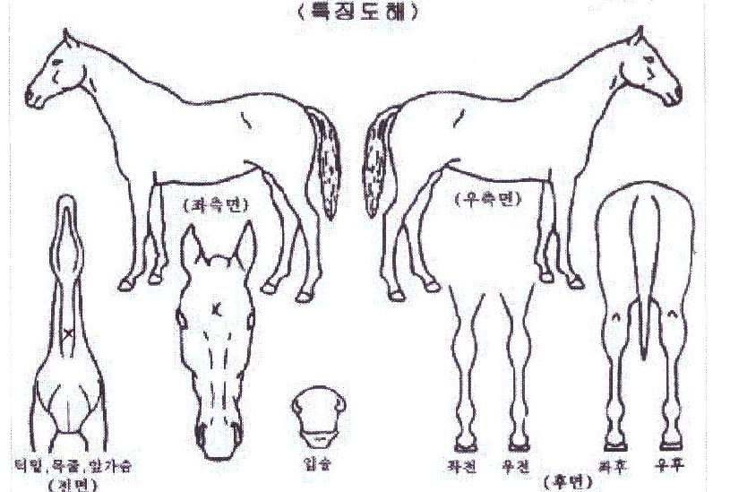 ½ÅÈï°Å¸ÀÚÀÇ Ãø¸é,¿ì¸é,µÞ¸é,µÎ»ó,´Ù¸®ÀÇ Æ¯Â¡µµÇØ