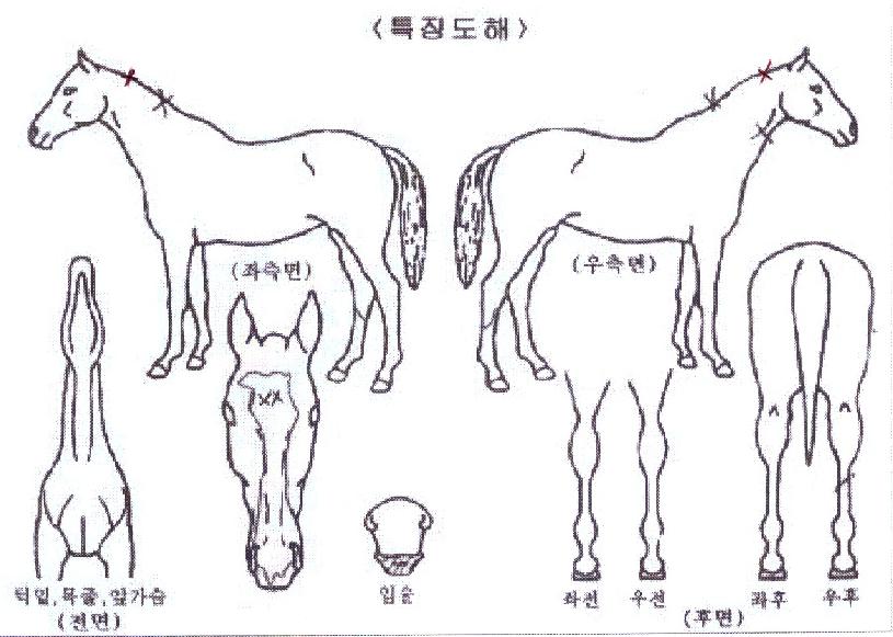 ¾ÆÀÌ¿¥ÄýÀÇ Ãø¸é,¿ì¸é,µÞ¸é,µÎ»ó,´Ù¸®ÀÇ Æ¯Â¡µµÇØ