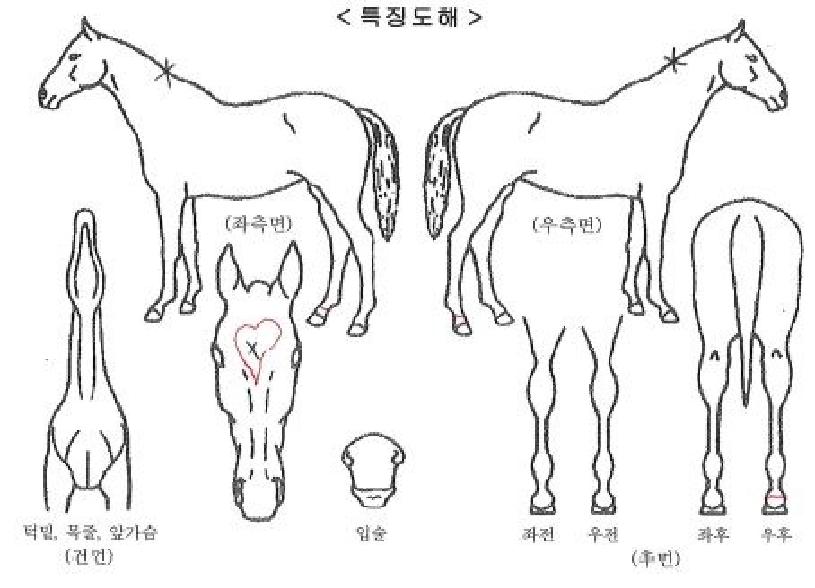 ��������ڸ��� ����,���,�޸�,�λ�,�ٸ��� Ư¡����