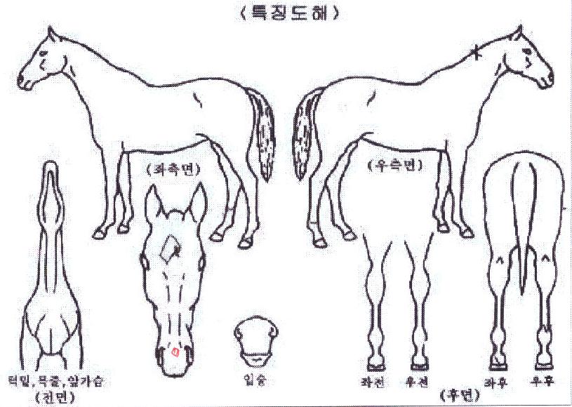 �۷θ��������� ����,���,�޸�,�λ�,�ٸ��� Ư¡����