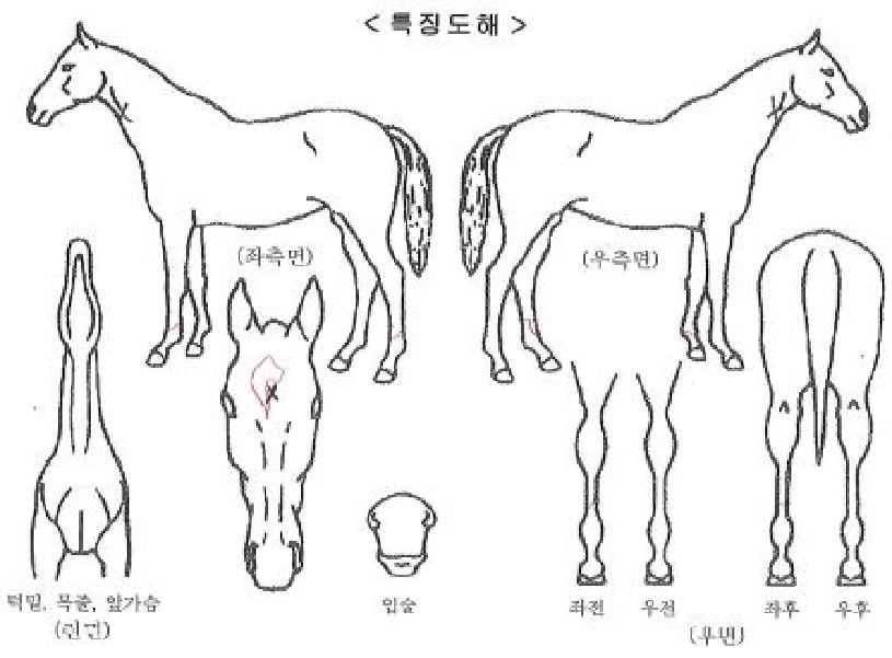 �����϶�Ʈ�����ڸ��� ����,���,�޸�,�λ�,�ٸ��� Ư¡����