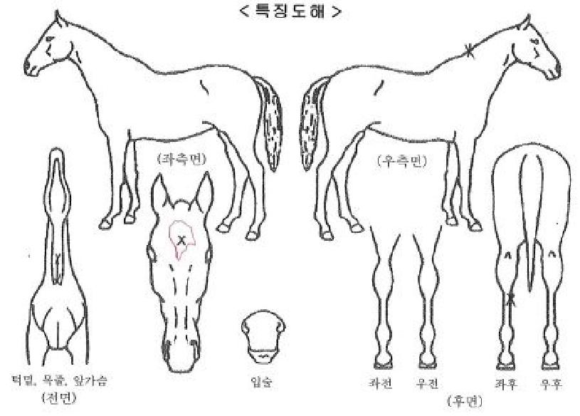 ��������ڸ��� ����,���,�޸�,�λ�,�ٸ��� Ư¡����