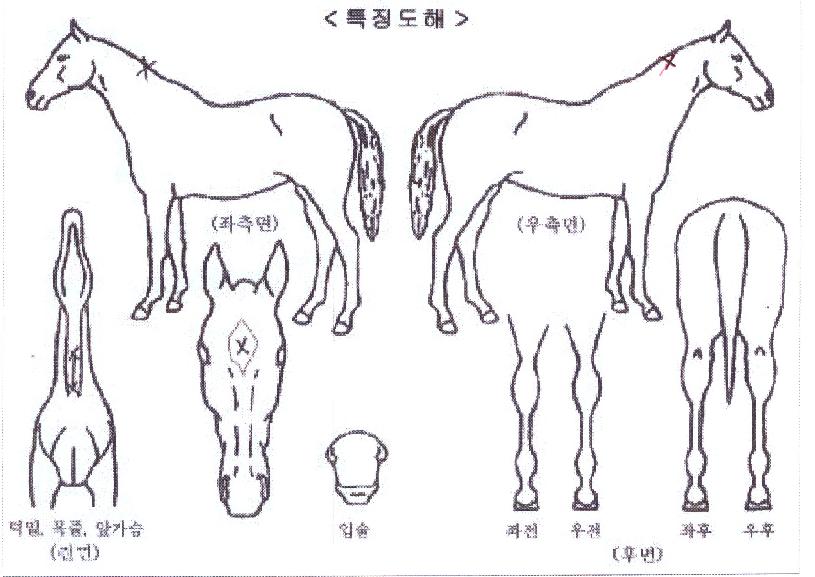 °ñµçƼ¾Æ¶óÀÇ Ãø¸é,¿ì¸é,µÞ¸é,µÎ»ó,´Ù¸®ÀÇ Æ¯Â¡µµÇØ