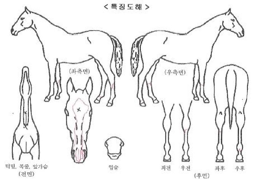 ¾Æµ¨¼®¼¼½ºÀÚ¸¶ÀÇ Ãø¸é,¿ì¸é,µÞ¸é,µÎ»ó,´Ù¸®ÀÇ Æ¯Â¡µµÇØ