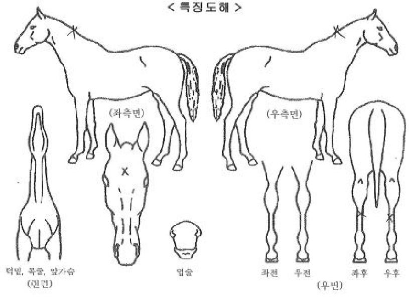 ºñÄÉÀ̰ÔÀÏÀÇ Ãø¸é,¿ì¸é,µÞ¸é,µÎ»ó,´Ù¸®ÀÇ Æ¯Â¡µµÇØ