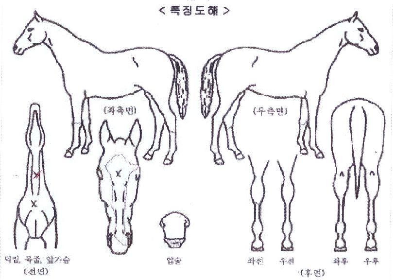 Å»ê½ÅÈÀÇ Ãø¸é,¿ì¸é,µÞ¸é,µÎ»ó,´Ù¸®ÀÇ Æ¯Â¡µµÇØ