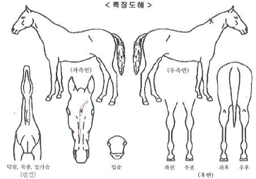 ����Ÿ�̰��ڸ��� ����,���,�޸�,�λ�,�ٸ��� Ư¡����