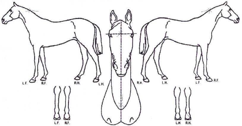 Ŀ��Ʈ������ ����,���,�޸�,�λ�,�ٸ��� Ư¡����