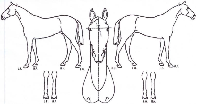 °¡¿Âº¸½ºÀÇ Ãø¸é,¿ì¸é,µÞ¸é,µÎ»ó,´Ù¸®ÀÇ Æ¯Â¡µµÇØ