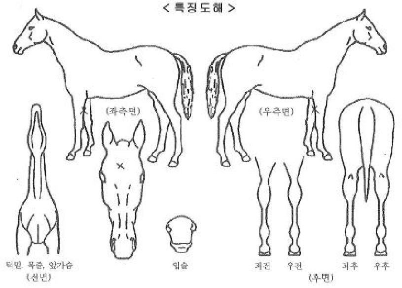 �ż��Լ��� ����,���,�޸�,�λ�,�ٸ��� Ư¡����