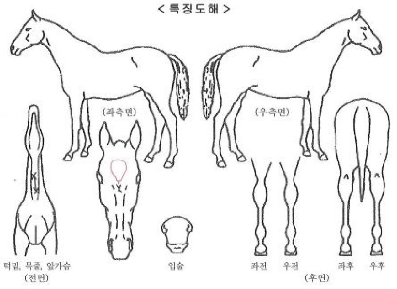 �׸��������� ����,���,�޸�,�λ�,�ٸ��� Ư¡����