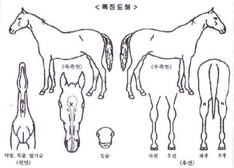 ��ĸ�ĵ巯���� ����,���,�޸�,�λ�,�ٸ��� Ư¡����