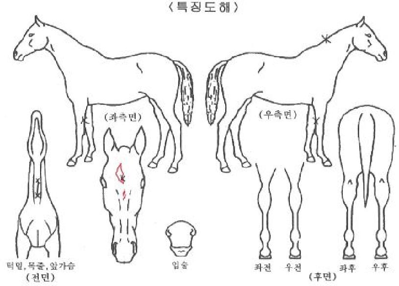 �ο���ũ�ڸ��� ����,���,�޸�,�λ�,�ٸ��� Ư¡����