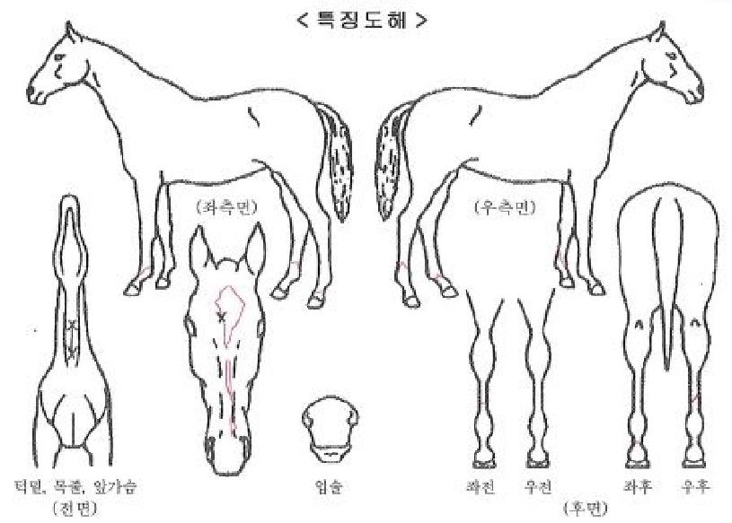 ���꿡�긮�����ڸ��� ����,���,�޸�,�λ�,�ٸ��� Ư¡����